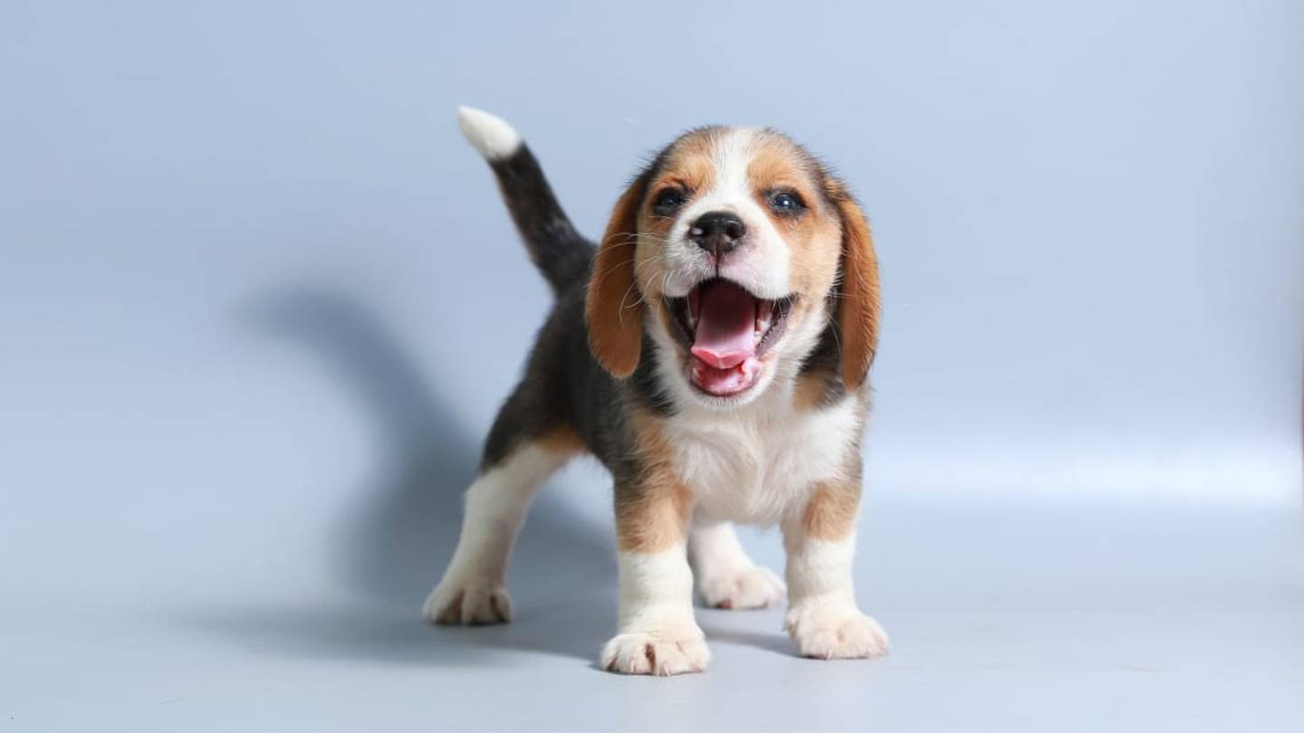 The Most Popular Names for the 5 Most Popular Dog Breeds