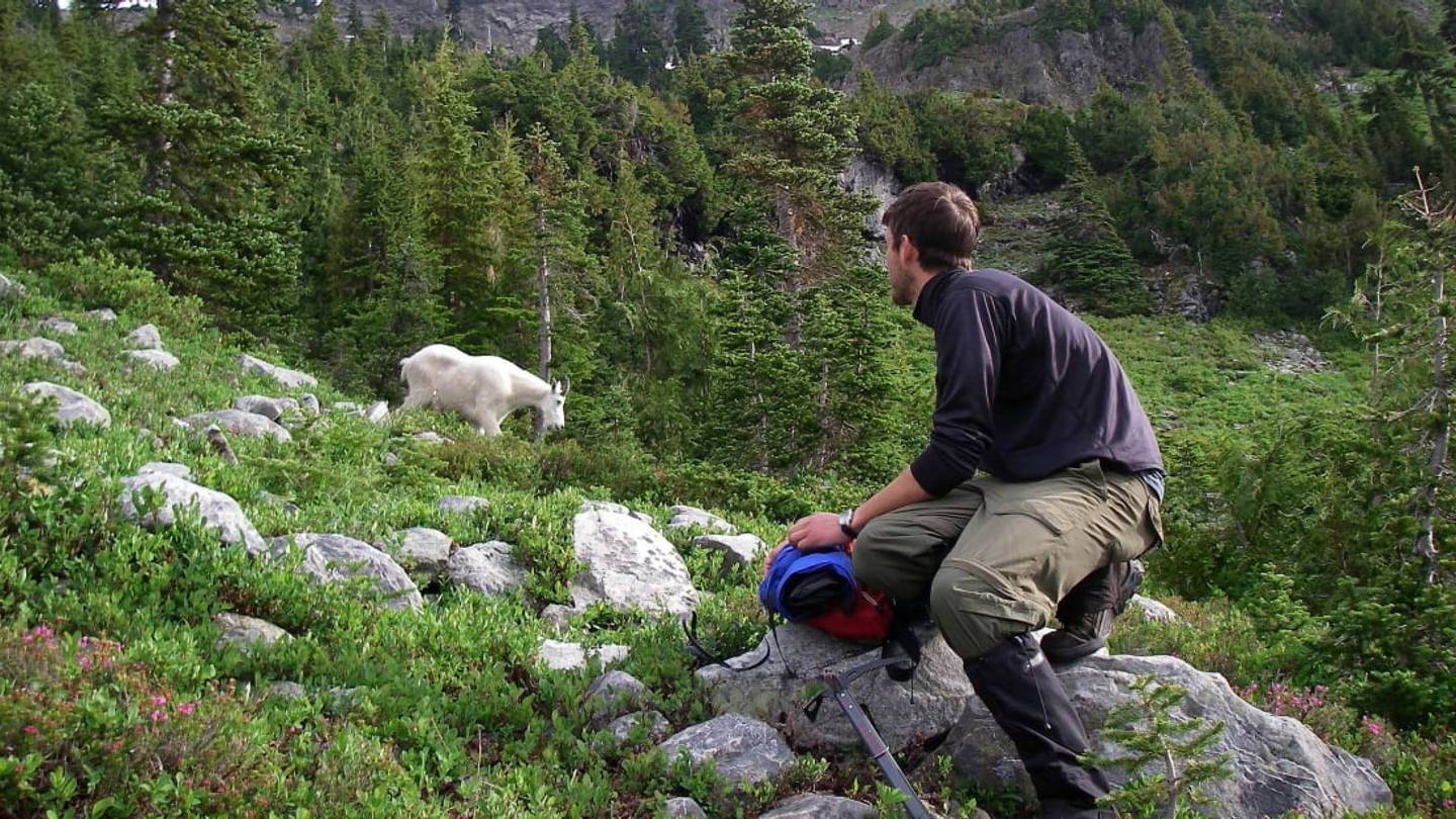 Goats Removed from Washington Park After Developing Insatiable Thirst for Human Urine