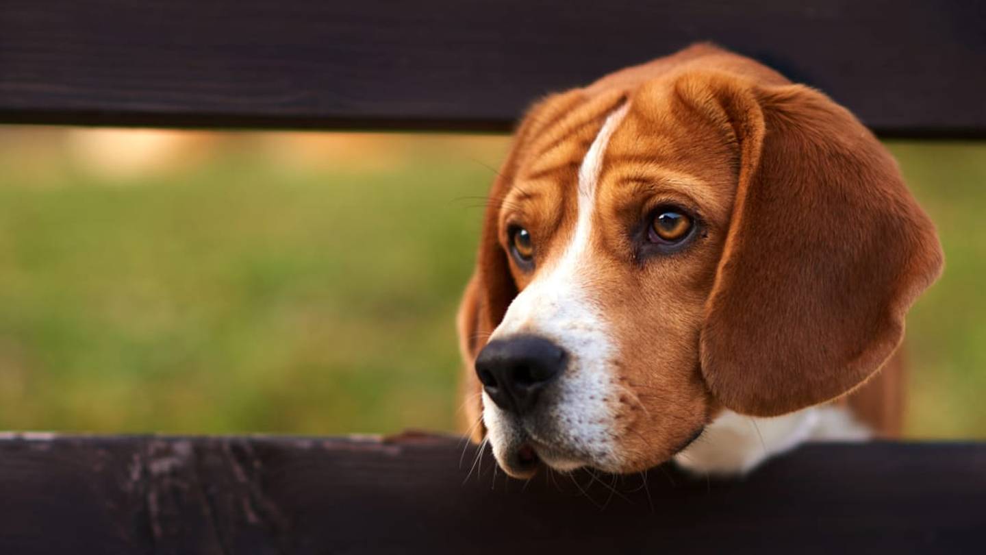 8 Ways You Might Be Endangering Your Dog Without Realizing It
