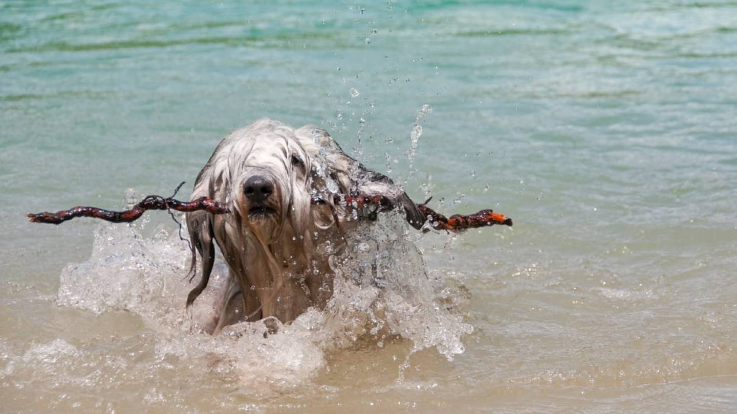 6 Rare Dog Breeds You Might Not Know
