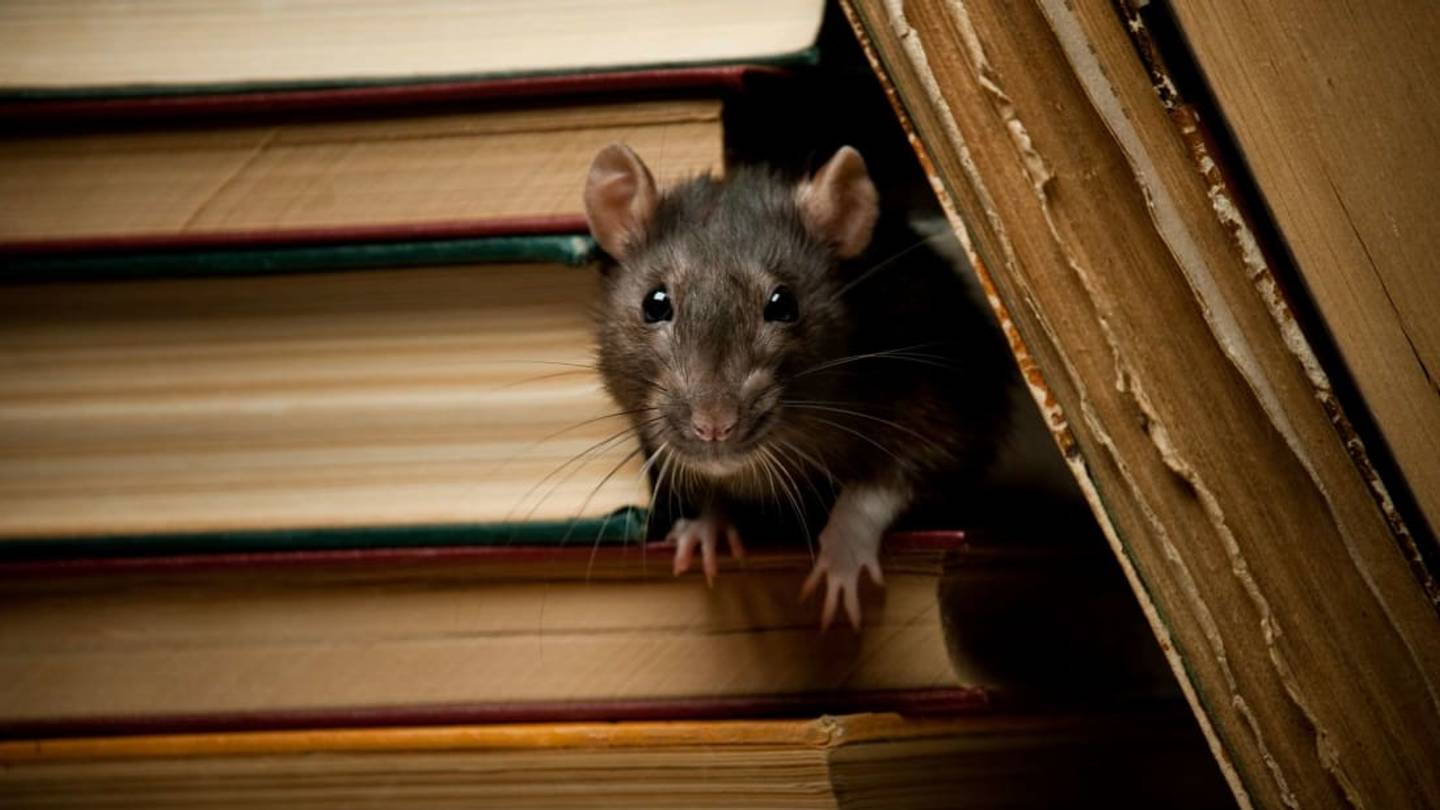 These Are America's 50 Most Rat-Infested Cities
