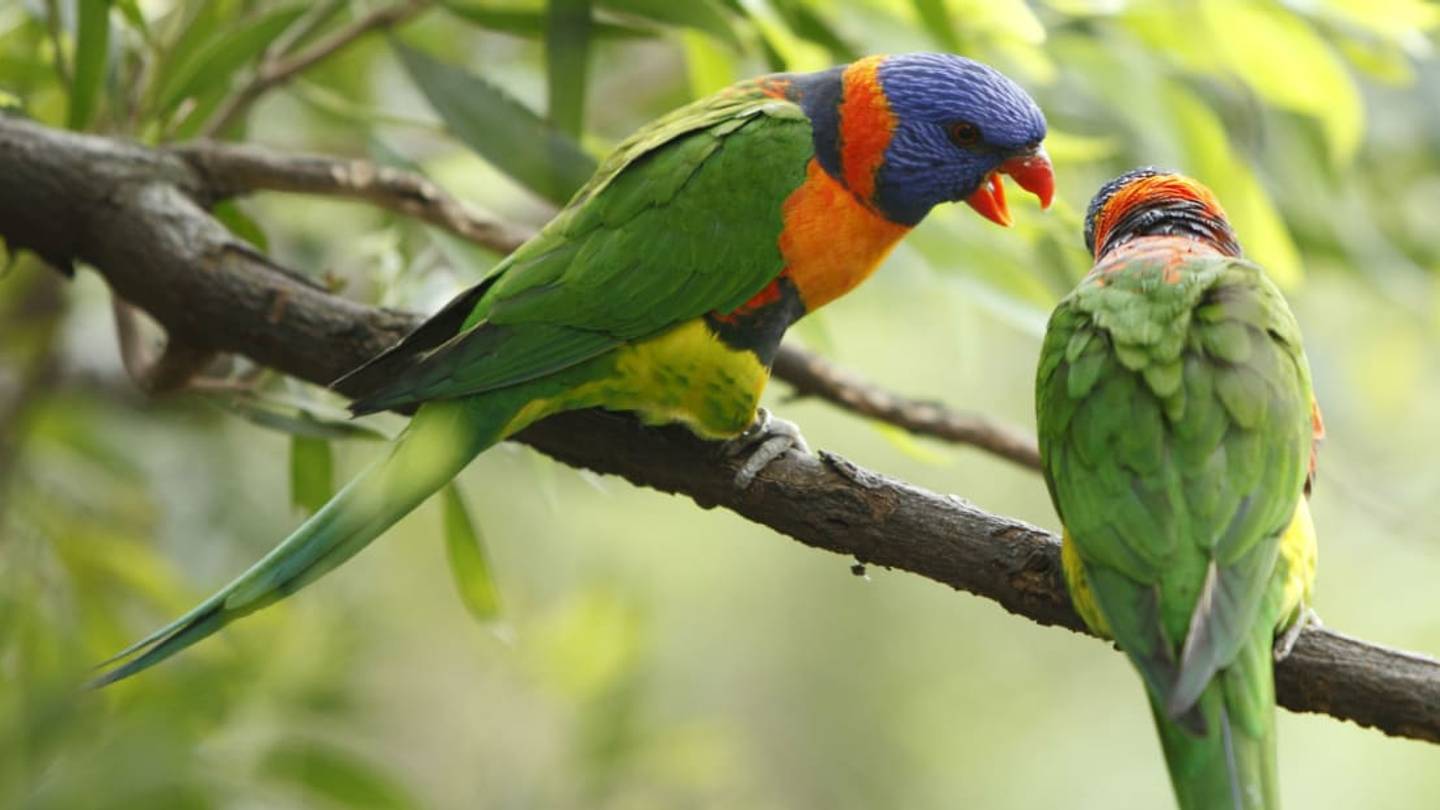 Research Shows Good-Looking Birds Are Terrible Singers