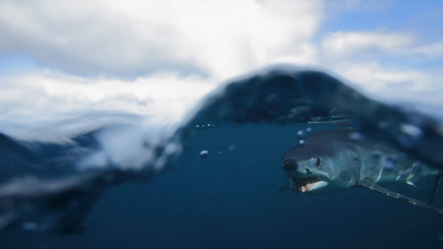 11 Facts About Mako Sharks
