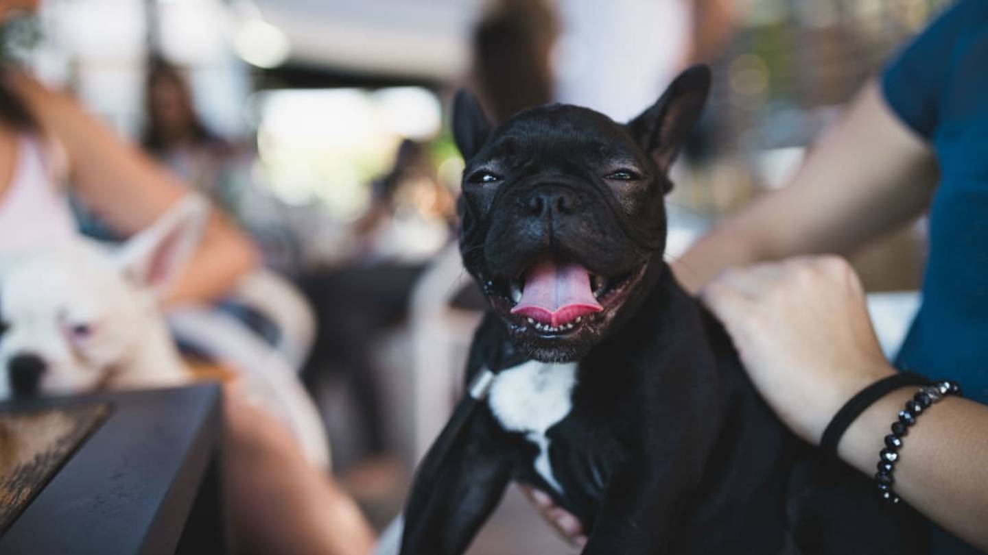A Dog-Friendly Restaurant in Texas Will Pay You $100 an Hour to Pet Puppies