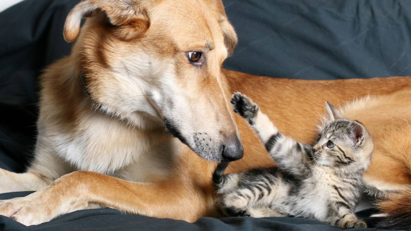 Some Flea and Tick Medications Are Causing Seizures In Cats and Dogs, the FDA Warns