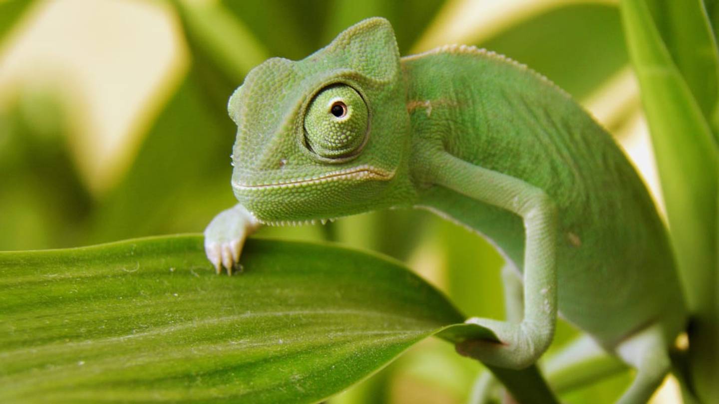 7 Animal Myths You Shouldnât Believe
