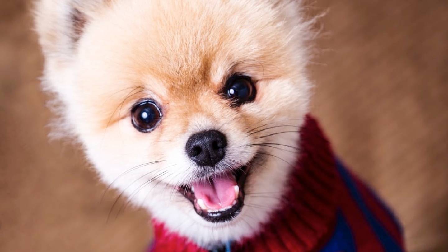 The 10 Most Popular Dog Names of 2018