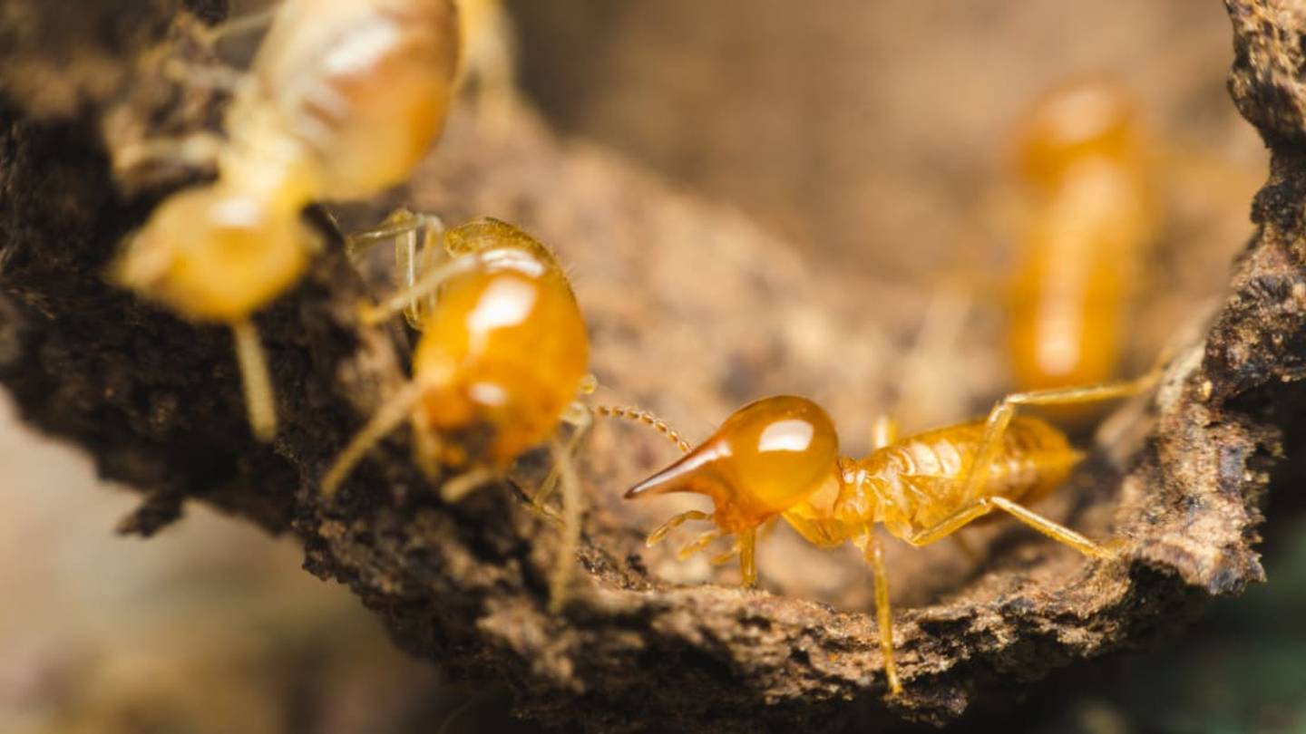 9 Not-So-Pesky Facts About Termites