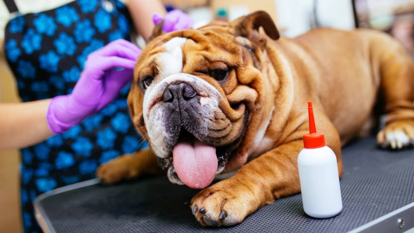How to Clean Your Dog's Ears (and How Often You Should Be Doing It)