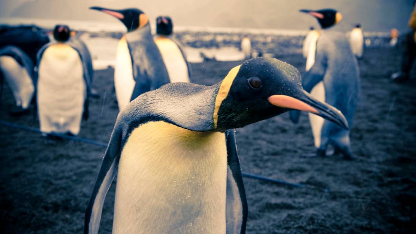 20 Black-and-White Facts About Penguins