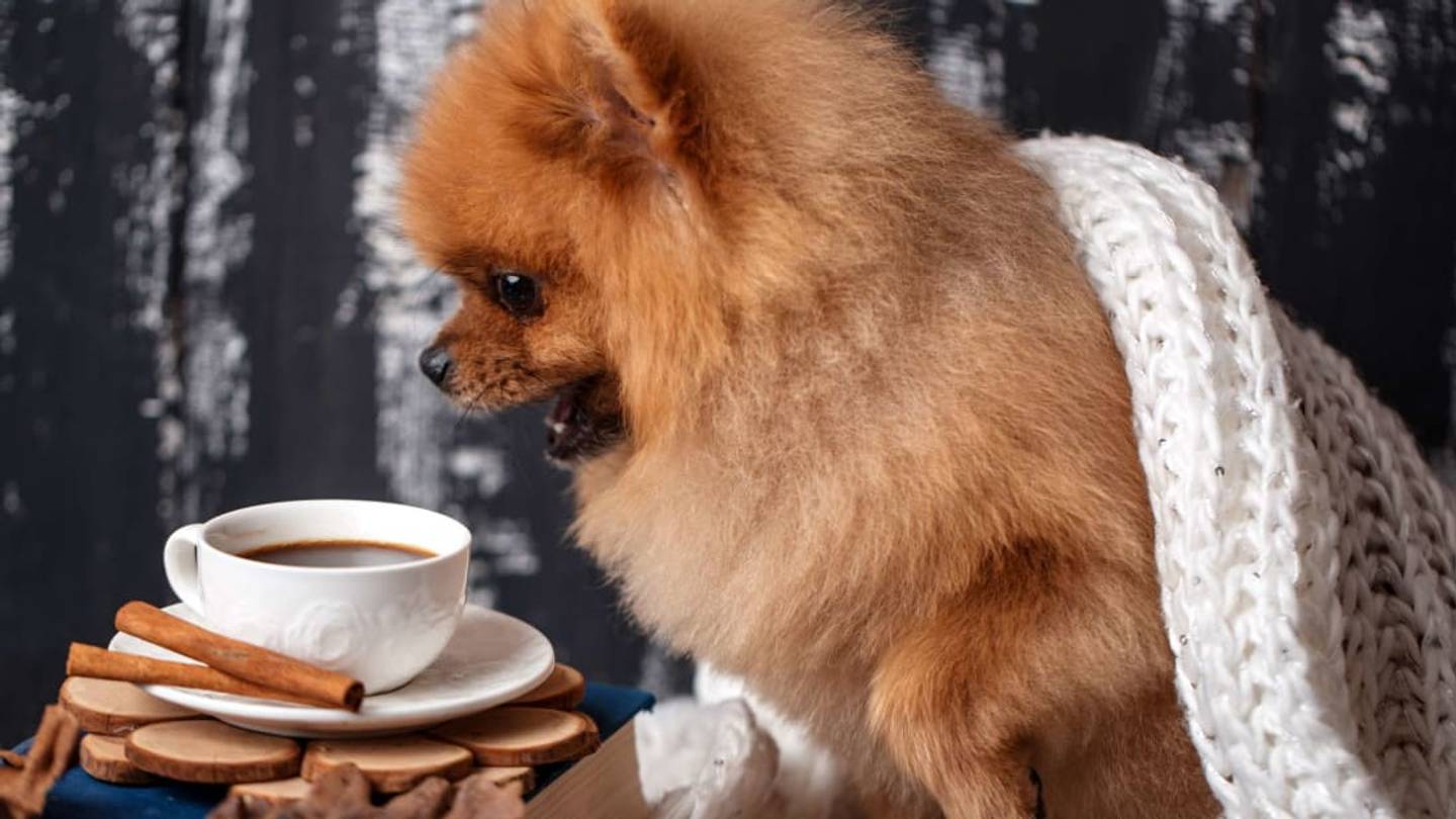 7 Holiday Foods That Are Dangerous to Pets