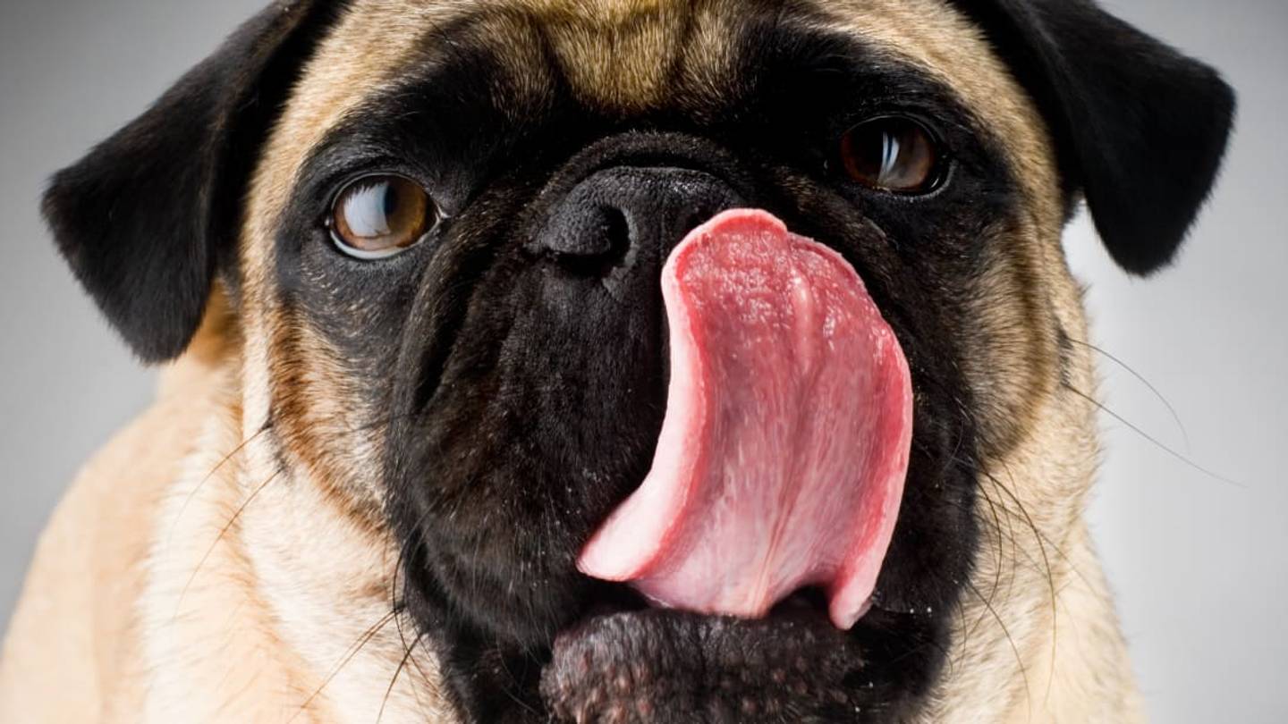 Why Do Dogs Lick?