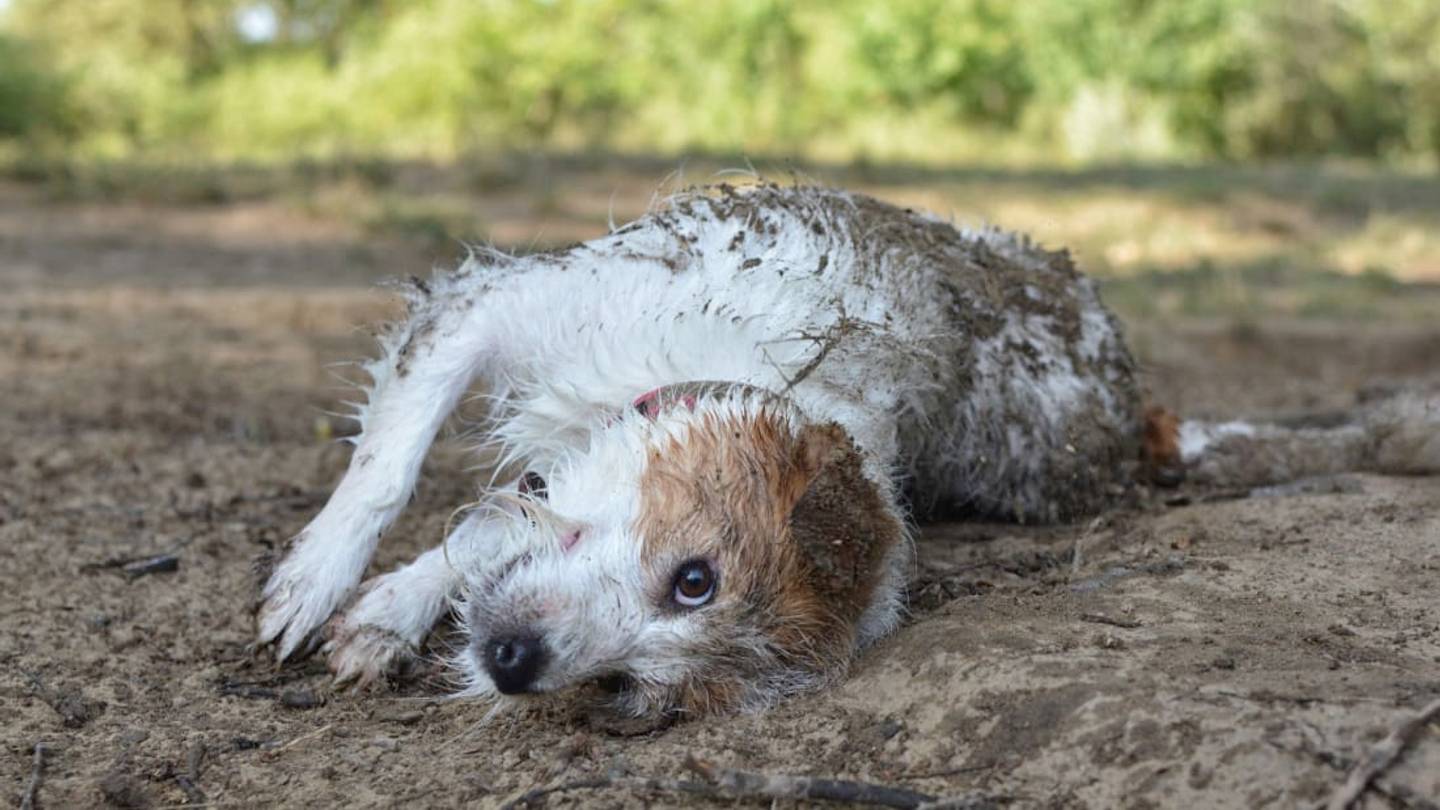Why Do Dogs Like to Roll Around in Dirty Things?