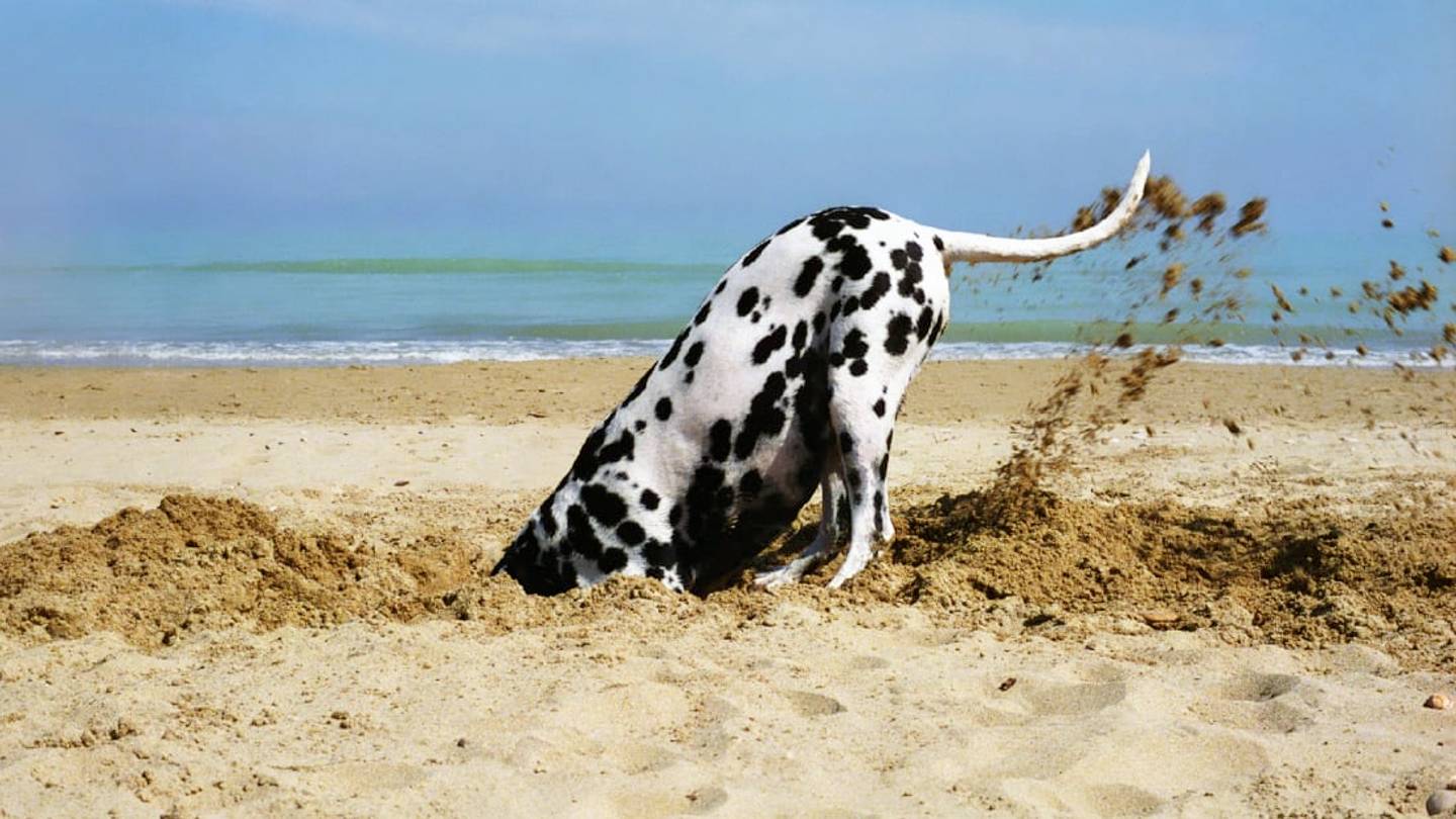 The Reason Dogs Dig (and How to Make Them to Stop)