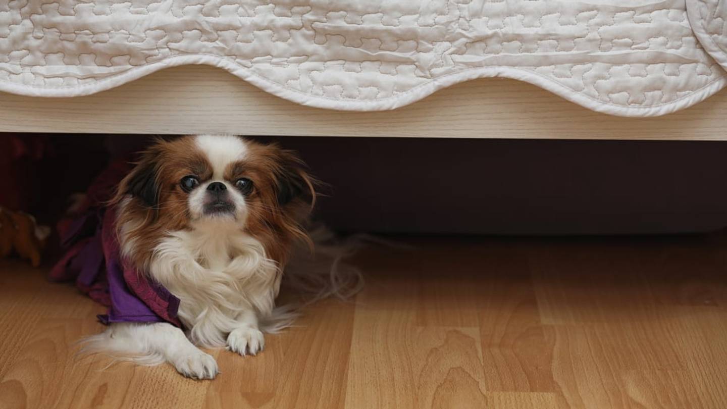 Why Do Dogs Like to Hide Under Beds?