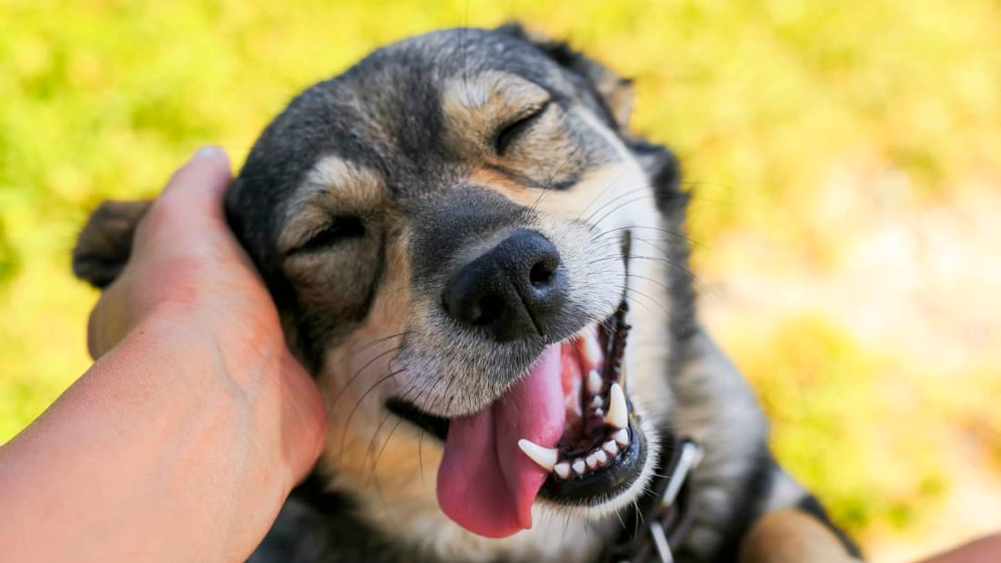 Need to Lower Your Blood Pressure? Pet a Dog