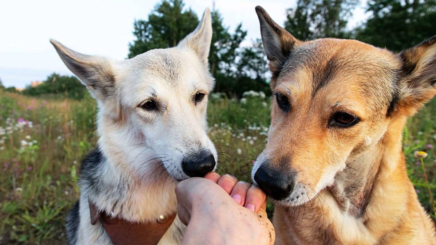 The Right Way to Pet a Dog, According to Veterinarians