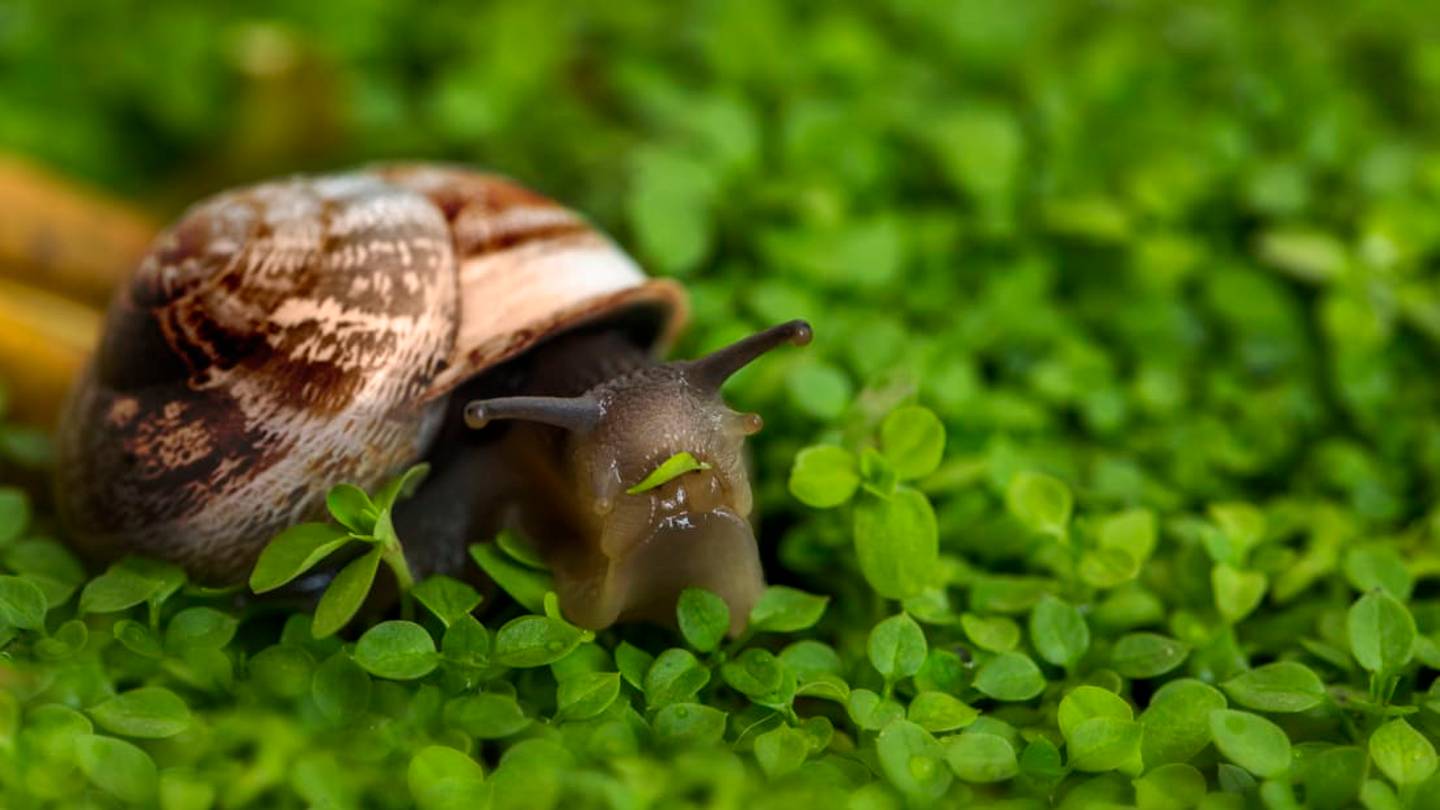 Terrifying Fact: Snails Have Thousands of Teeth