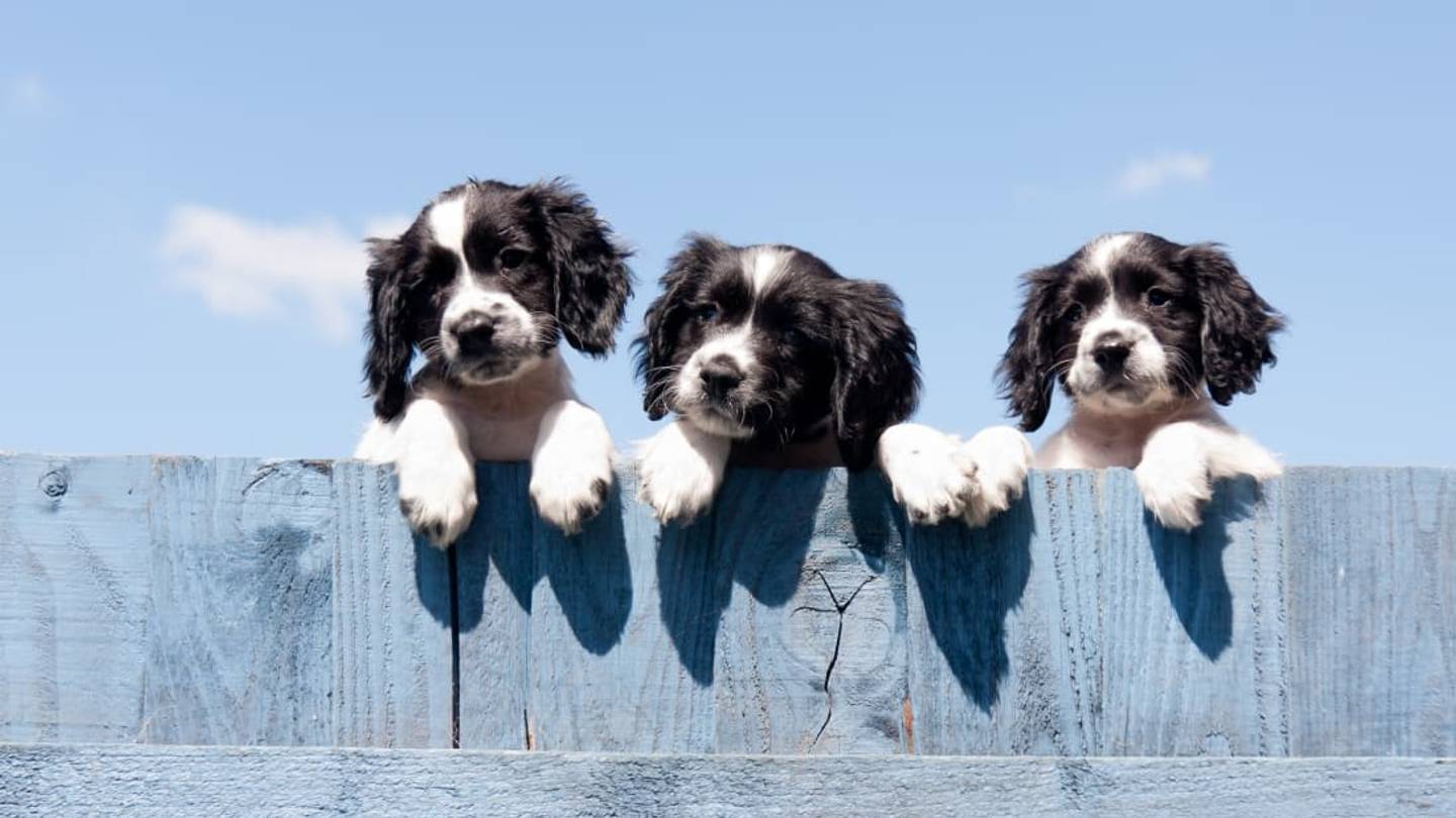 6 Popular Dog Myths, Debunked