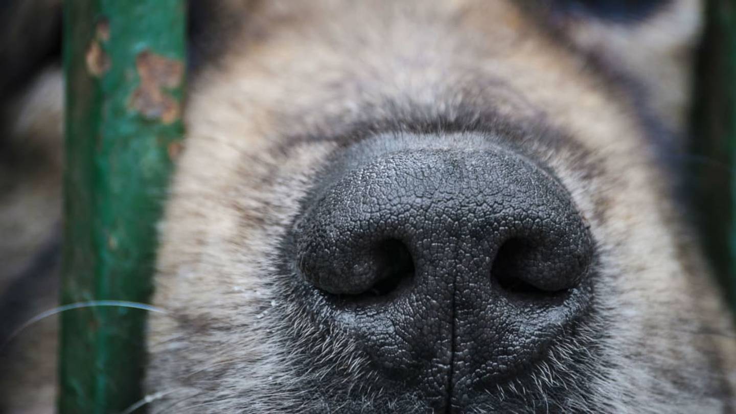 A New Bill Could Make Animal Cruelty a Felony