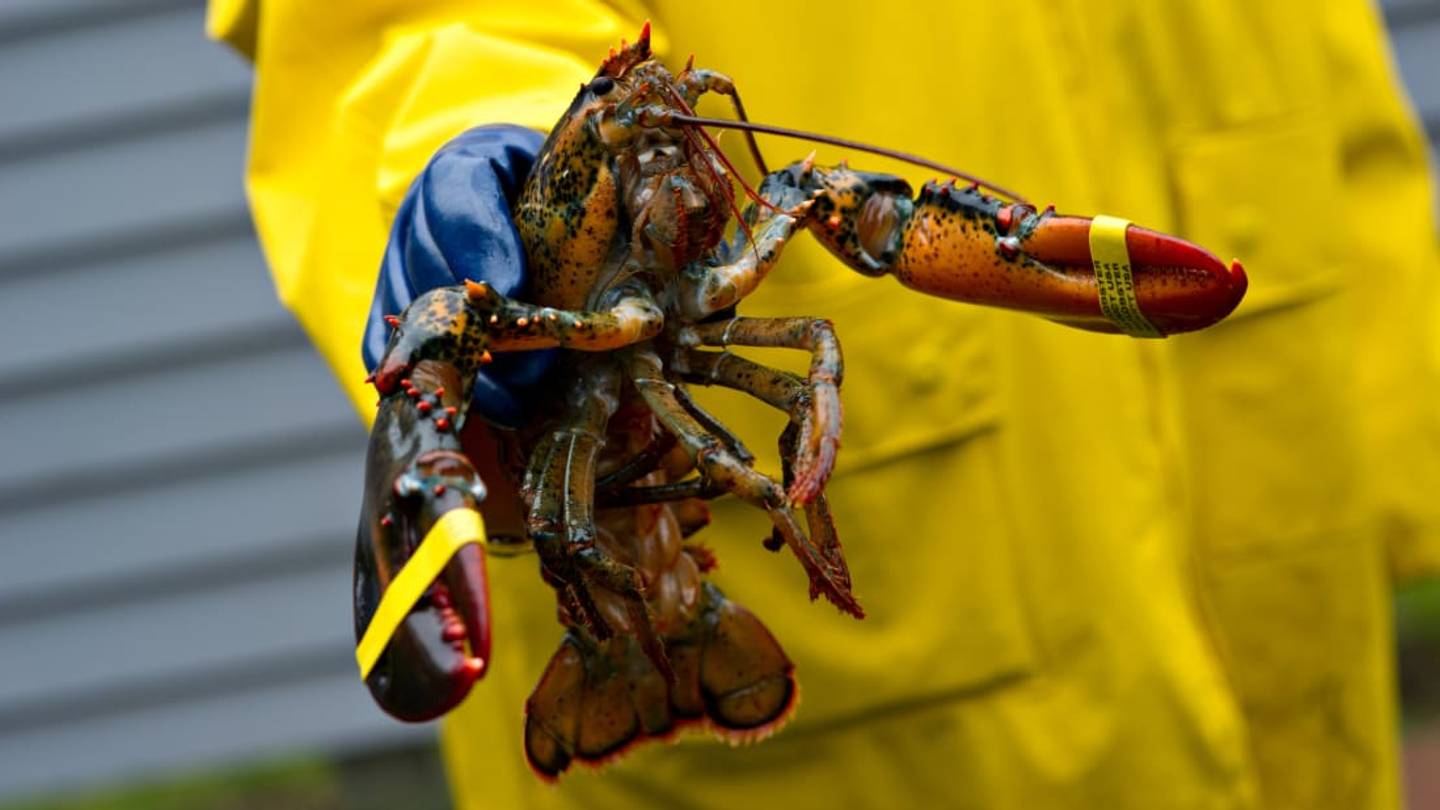 25 Delicious Facts About Lobsters