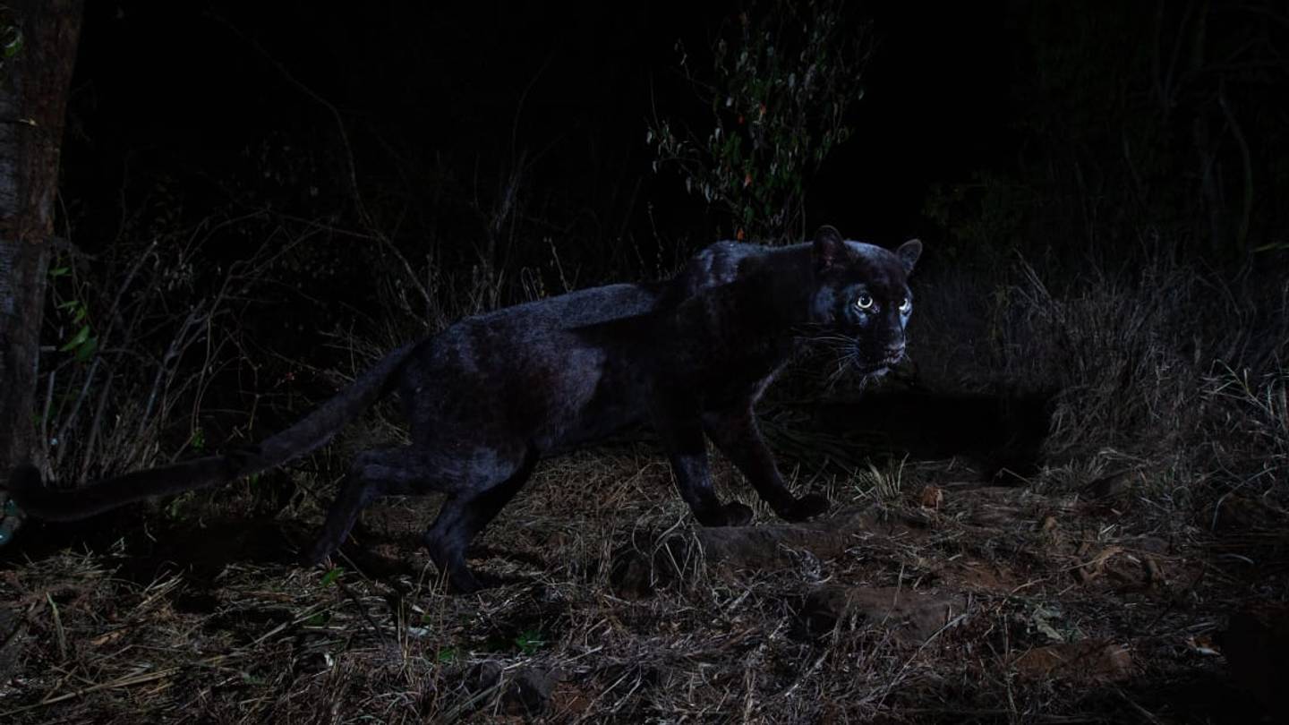 African Black Leopard Captured on Camera for the First Time in a Century