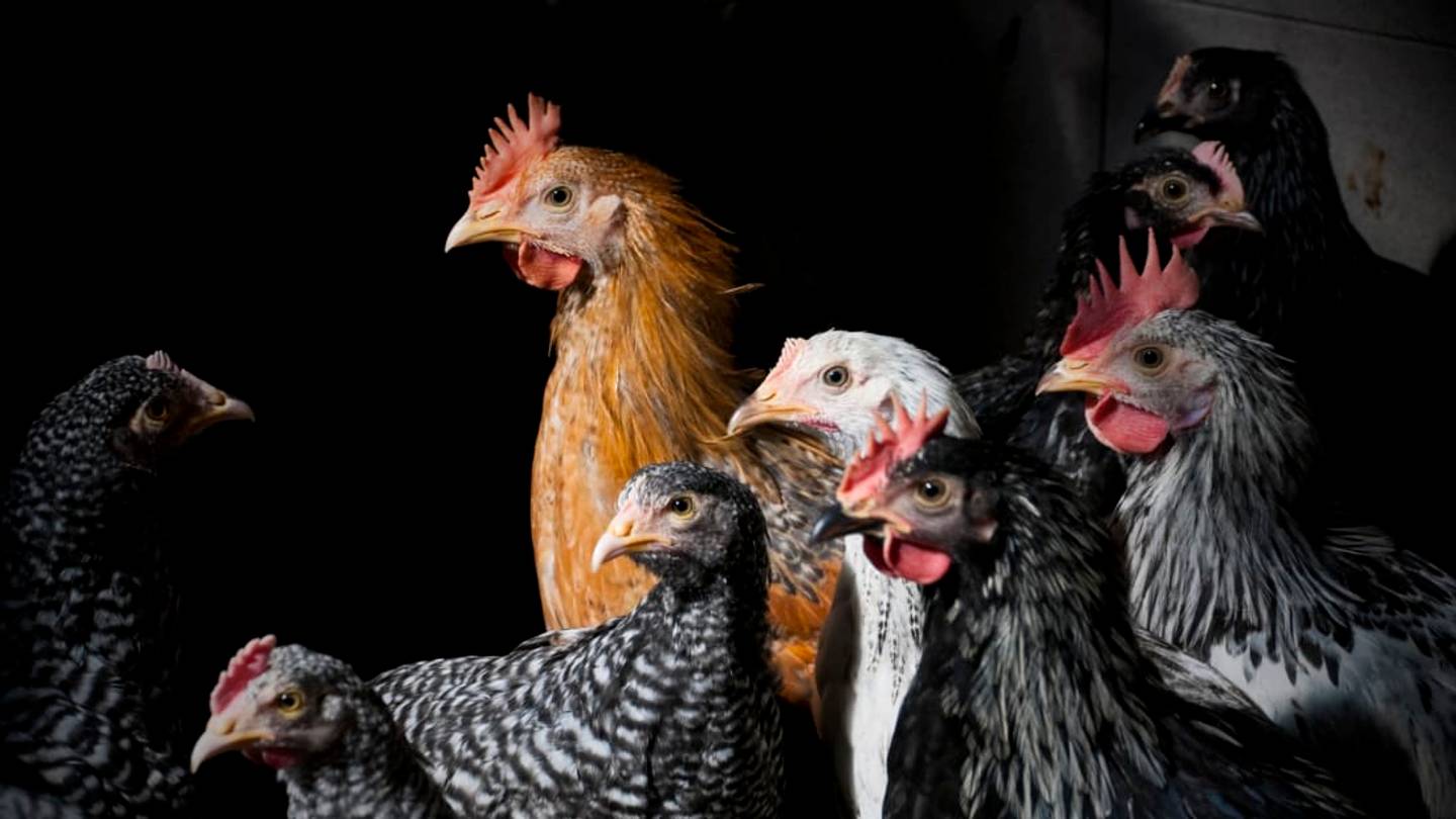 11 Lesser-Known Animal Phobias