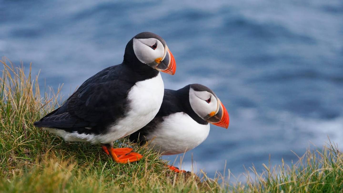10 Facts About Puffins