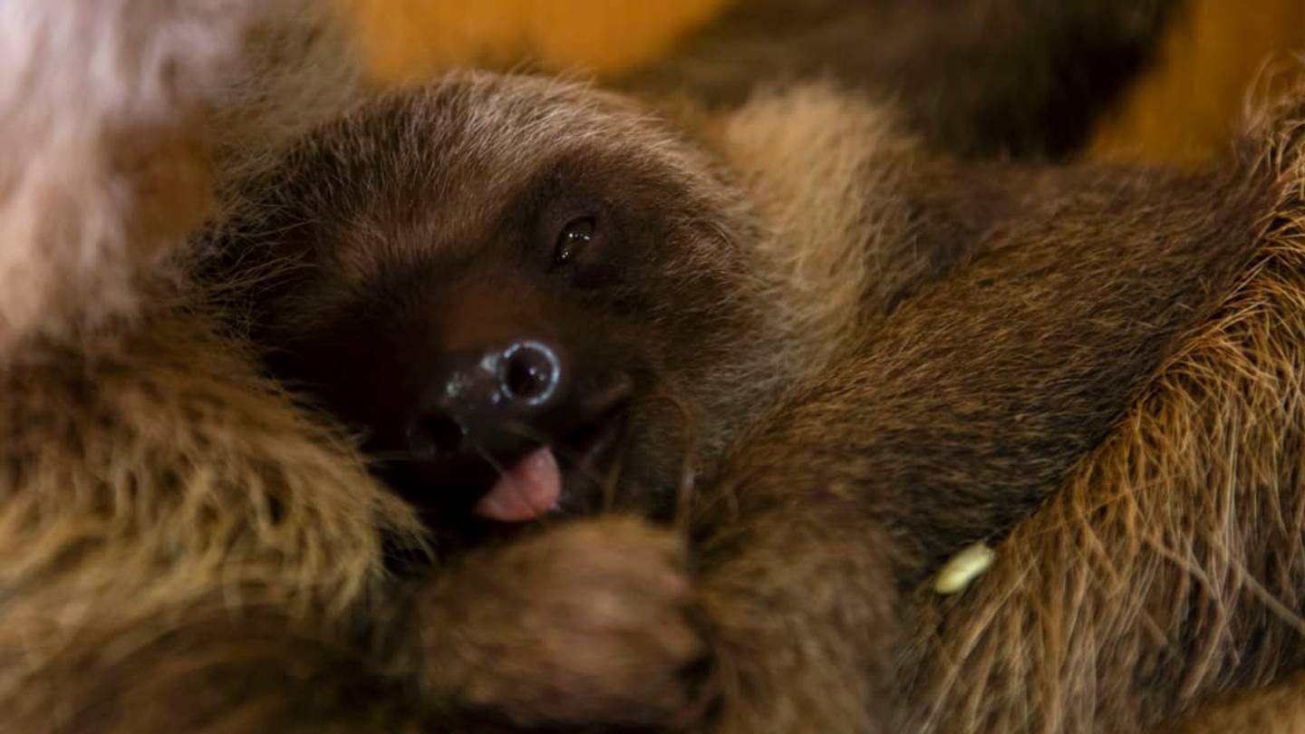 New Baby Sloth at Zoo Atlanta Will be Named by the Internet