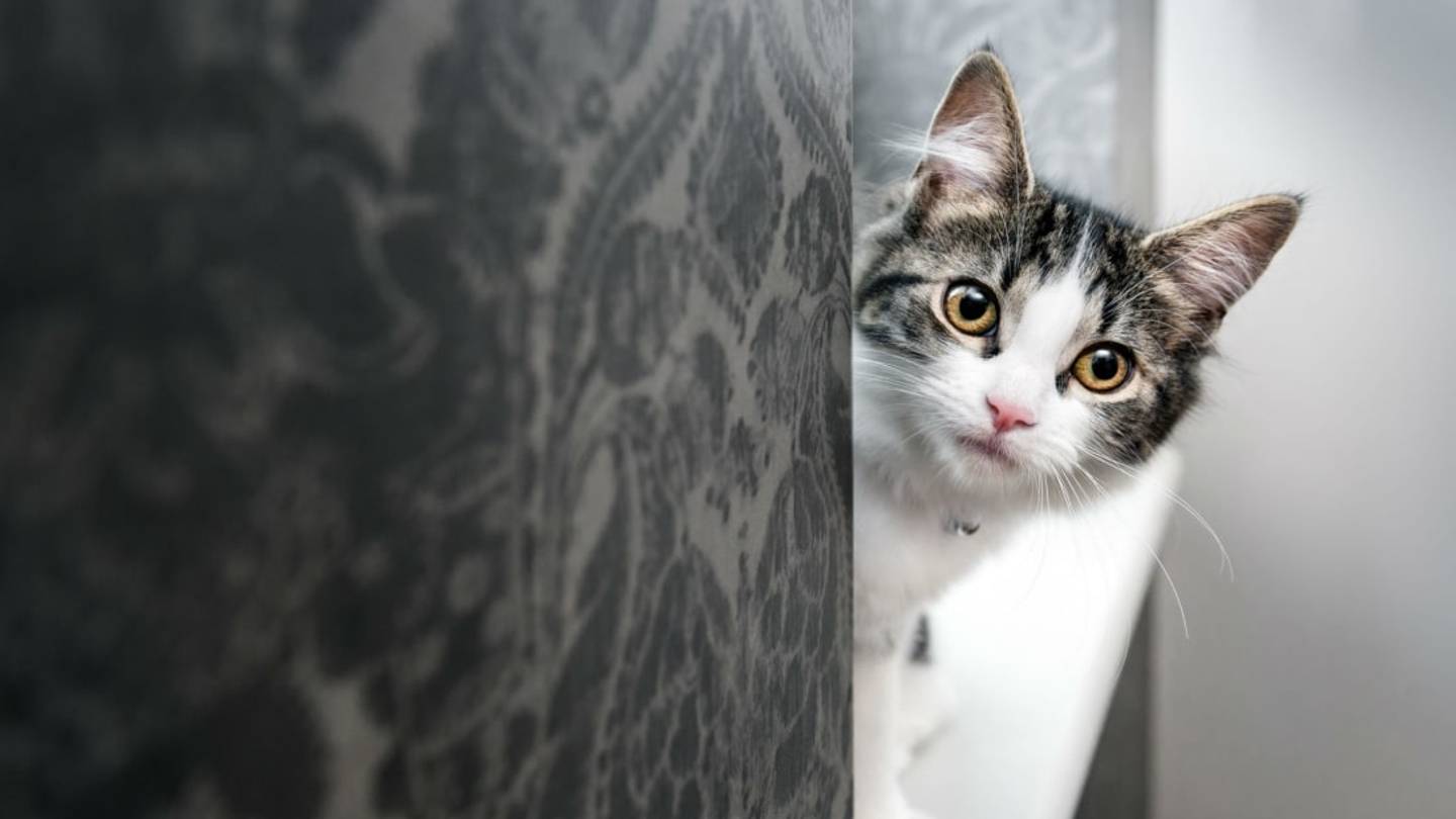 Do Cats Understand Their Own Name?