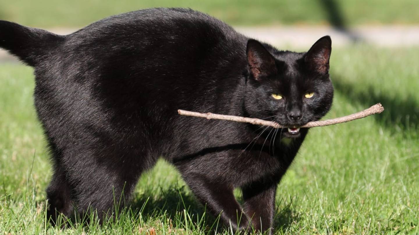 How to Teach Your Cat to Play Fetch