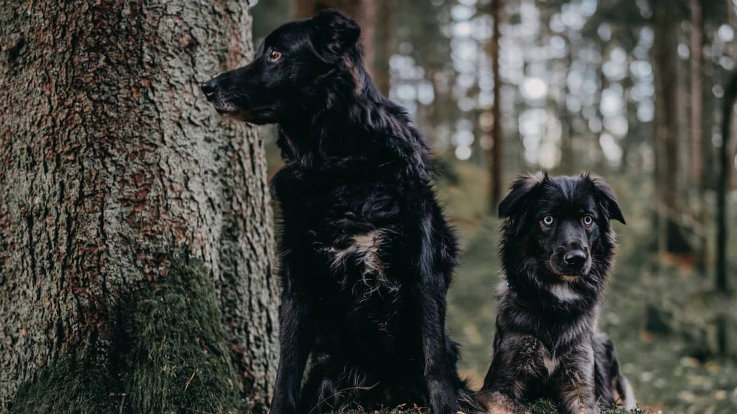Do Dogs Get Jealous of Each Other?