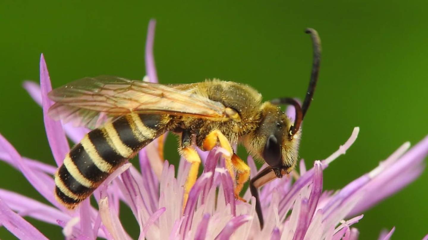That Stings: Doctors Discover a Womanâs Eye Was Infested with Bees Living Off Her Tears