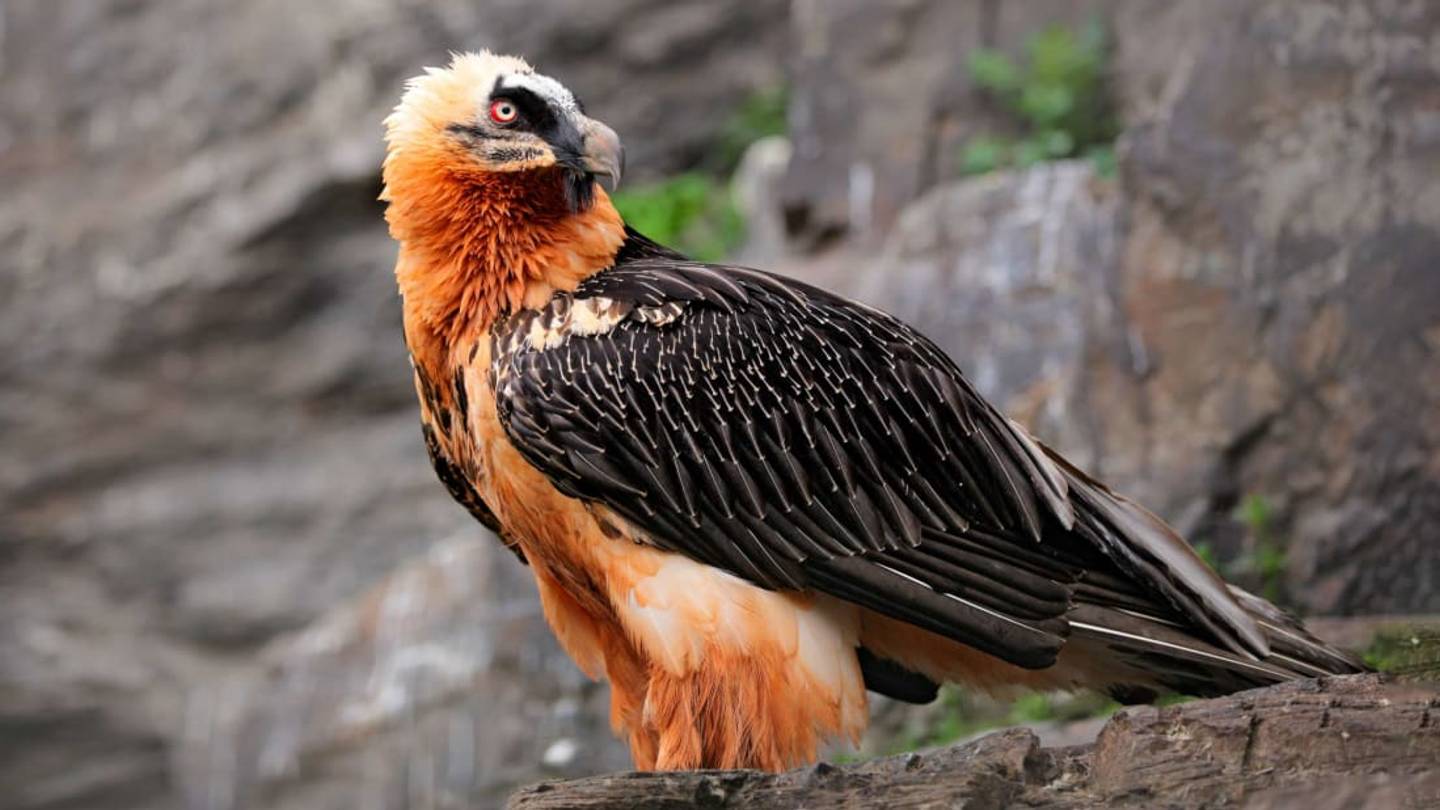 11 Facts About the Bone-Eating Bearded Vulture