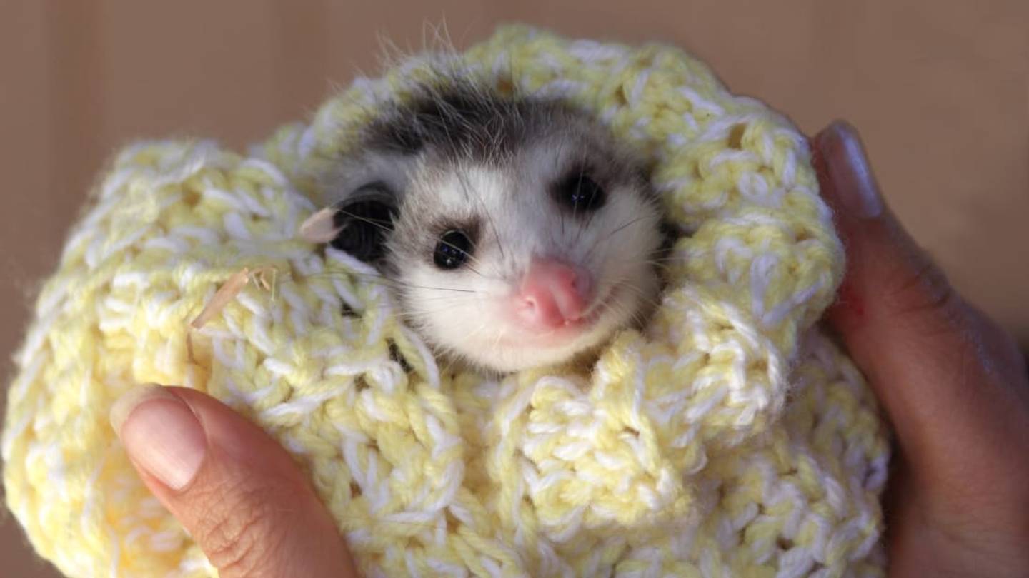 How Your Used Mascara Wand Could Help Save the Lives of Wild Animals
