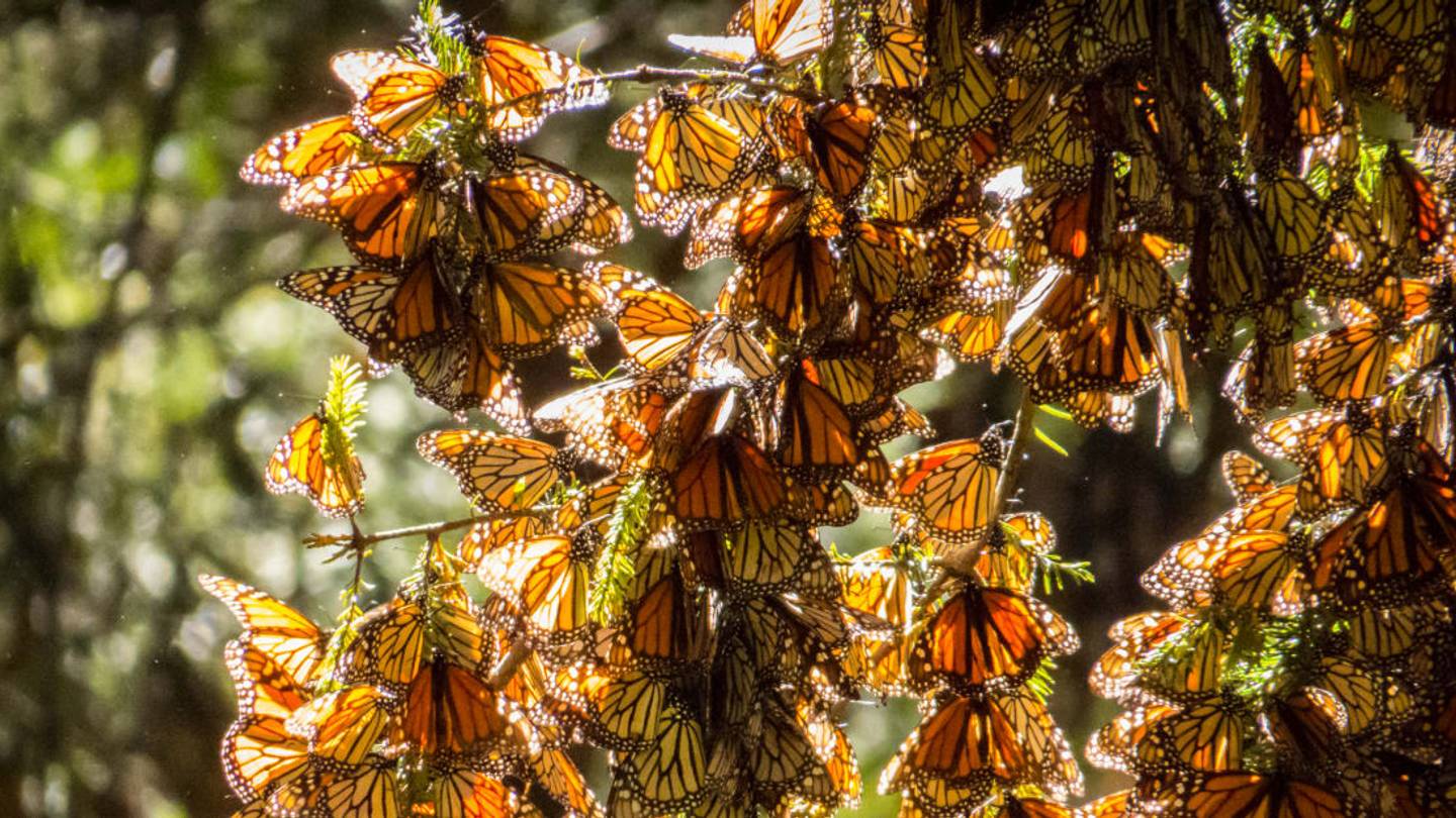 This Is What Millions of Monarch Butterflies Sound Like