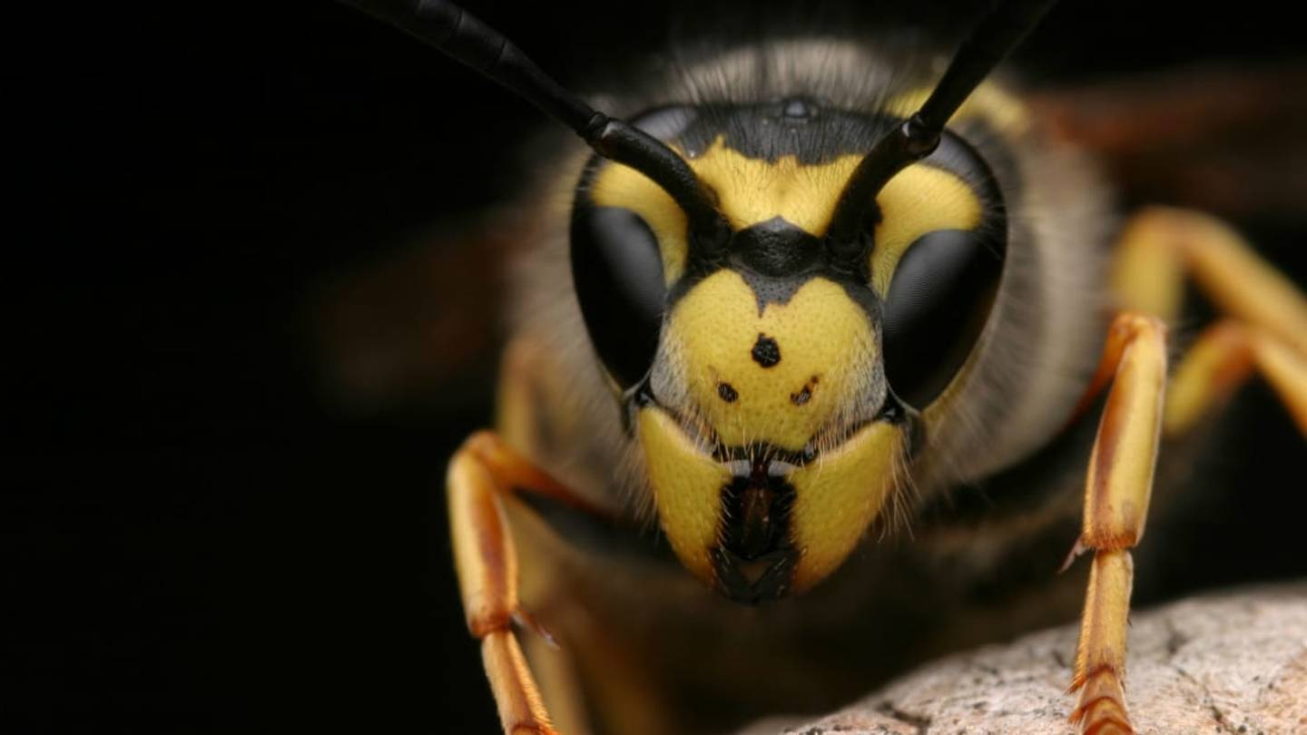 Wasps Have the Ability to Use Logic, According to a New Study