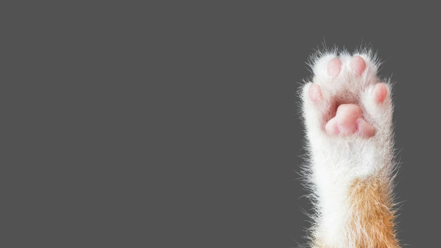The Reason Some Cats Look Like They're Wearing Socks
