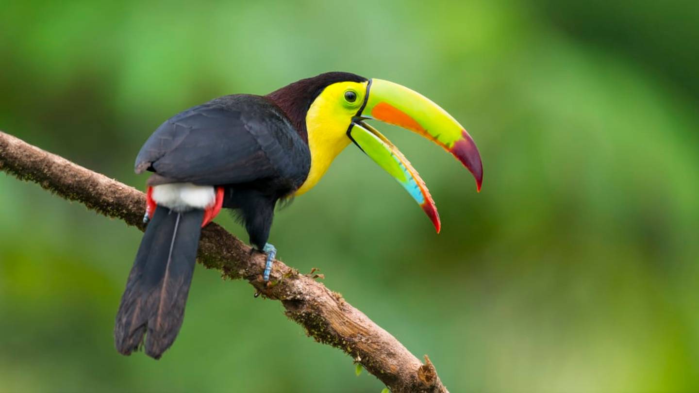 22 Brilliant Old Nicknames For Animals