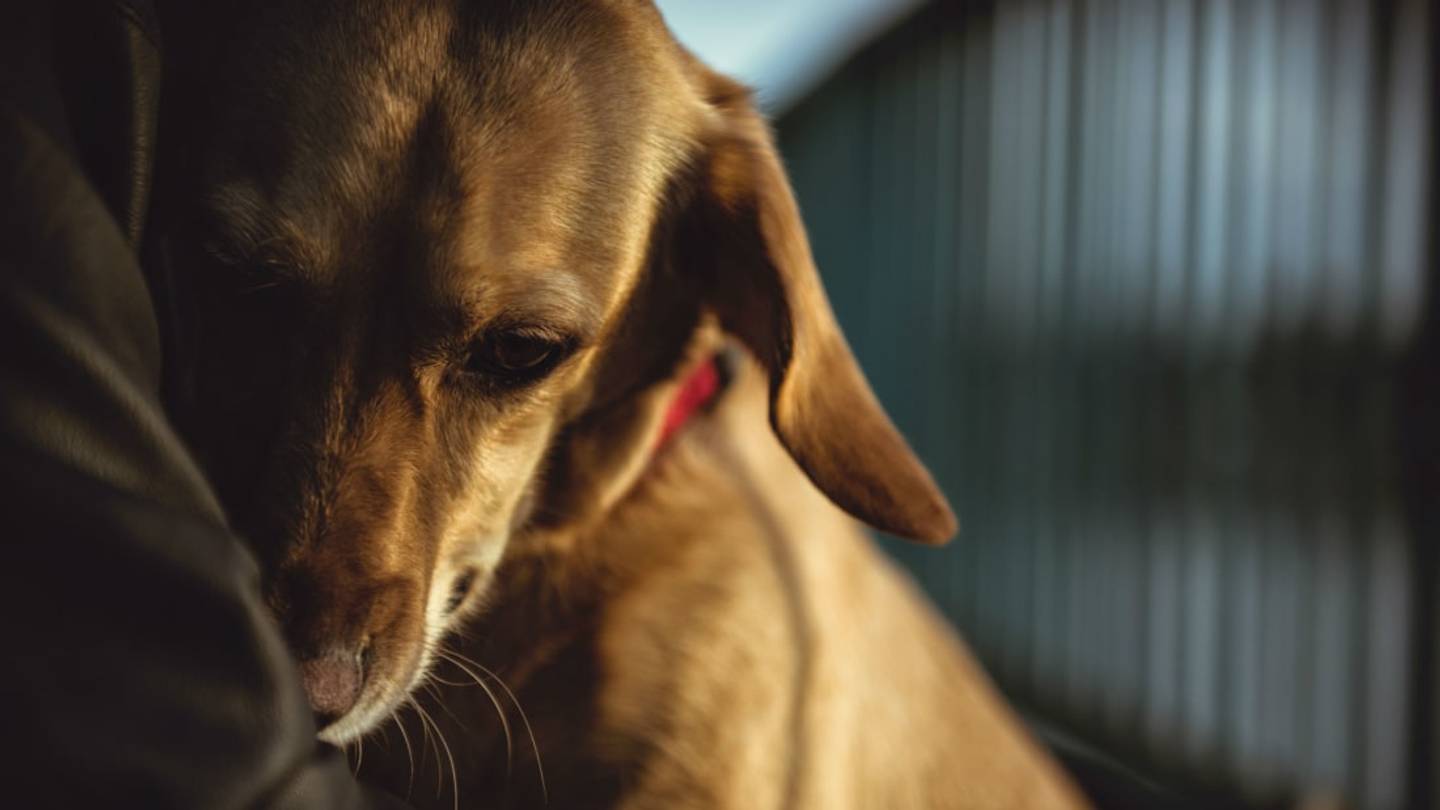 Rhode Island Approves Bill to Create an Animal Abuser Registry