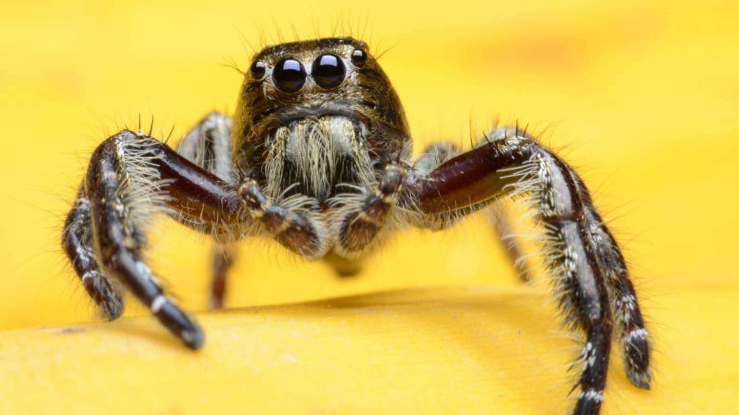 10 Creepy-Crawly Facts About Spiders