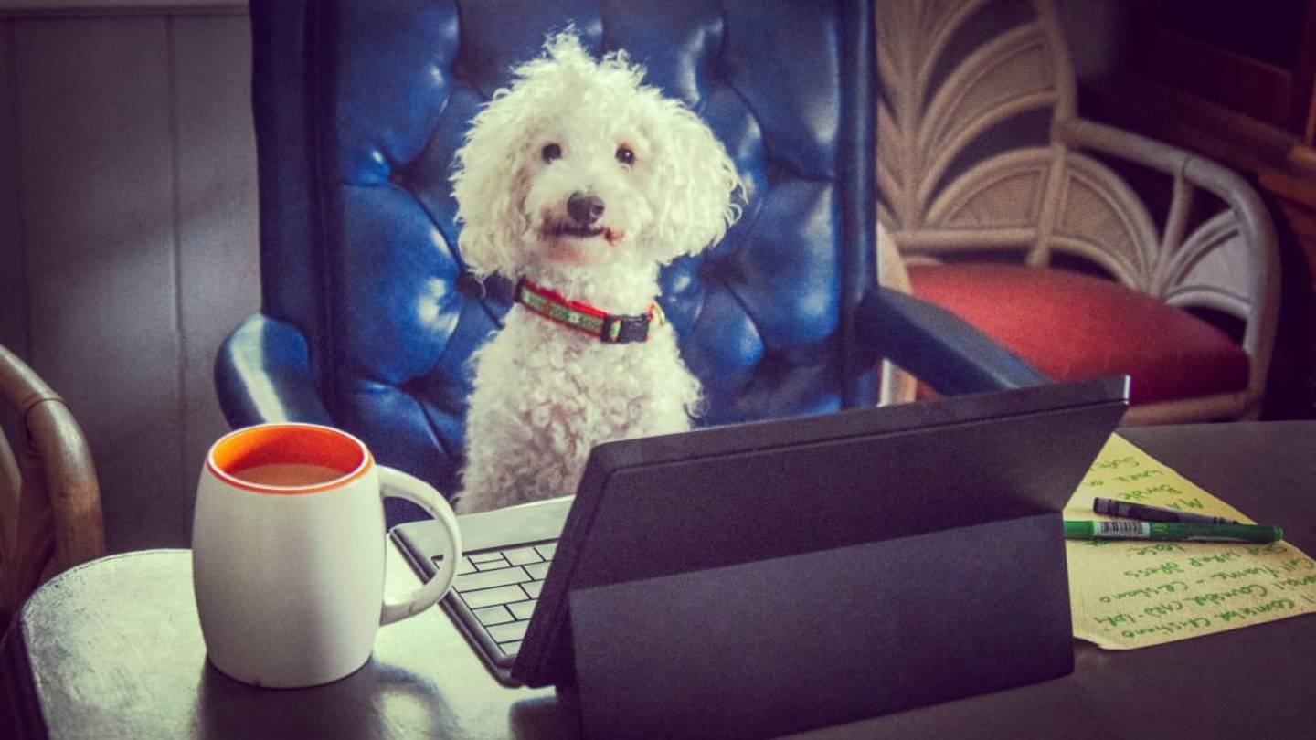 The 10 Most Dog-Friendly Workplaces in America