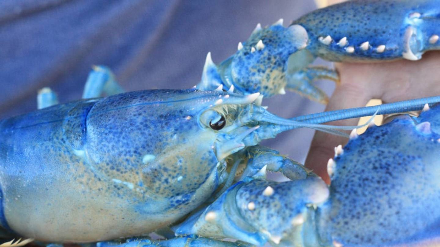 A Rare Blue Lobster Ended Up in a Cape Cod Restaurant