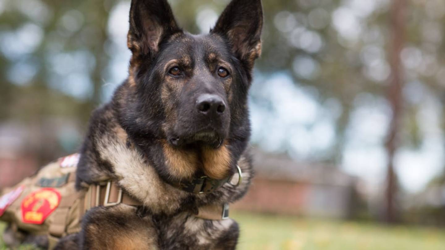 Want to Give a Retired Police or Military Dog a Forever Home? Mission K9 Rescue Can Help