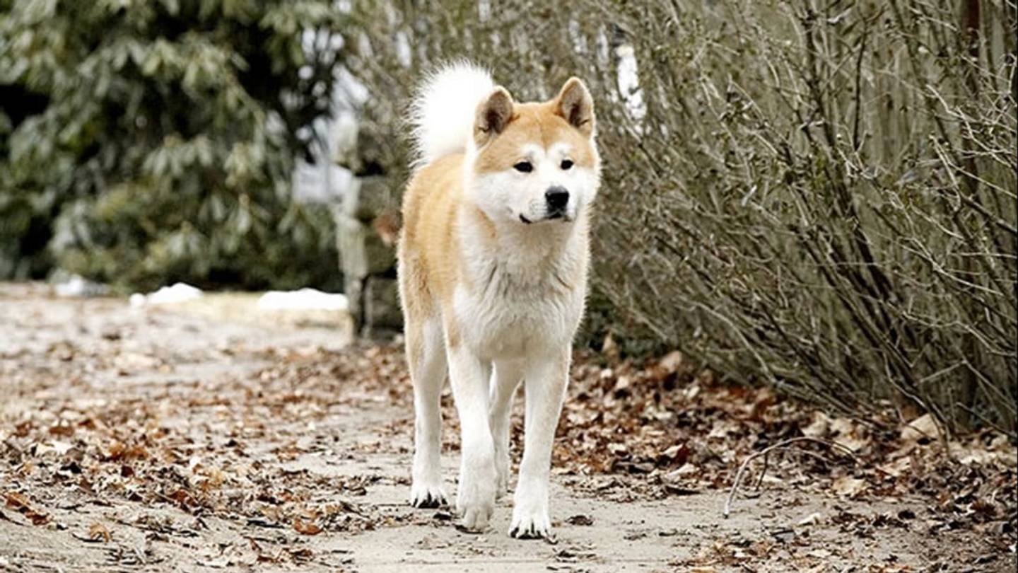 12 Amazing Dogs to Remember on National Dog Day