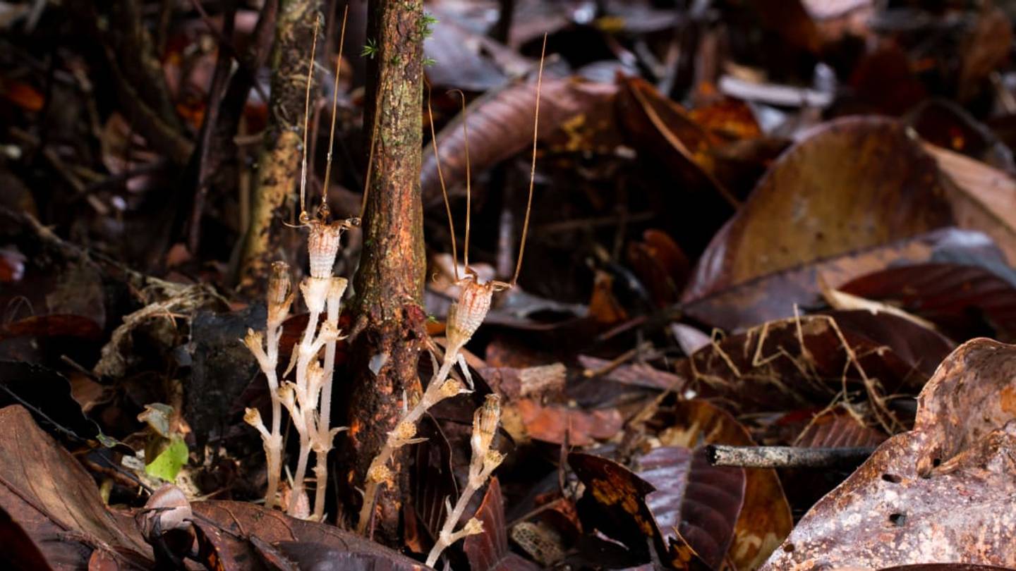 5 Hide and Seek Champions of the Natural World