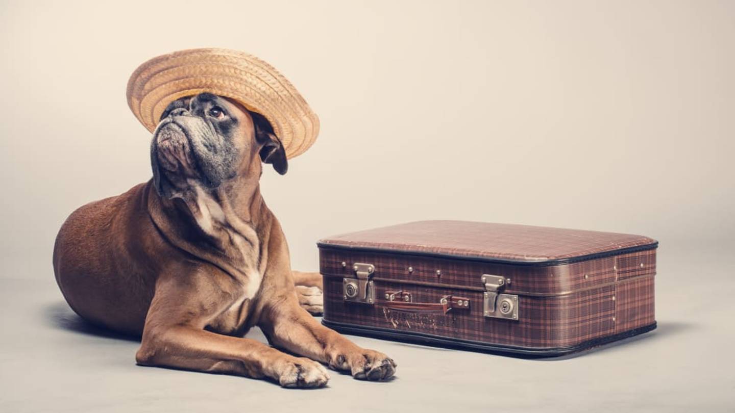 11 Tips for Traveling With Your Pet, According to a Veterinarian
