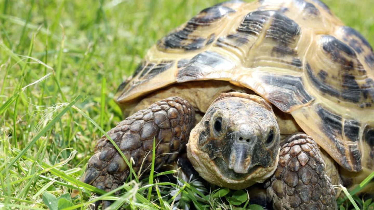 A North Carolina Animal Rescue Group Is Using Old Bras to Save Injured Turtles