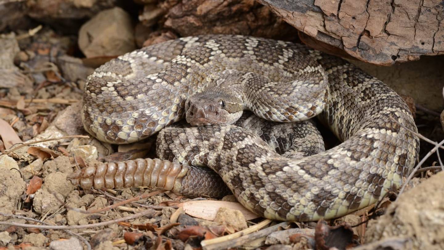 12 Things You Should Know About Rattlesnakes