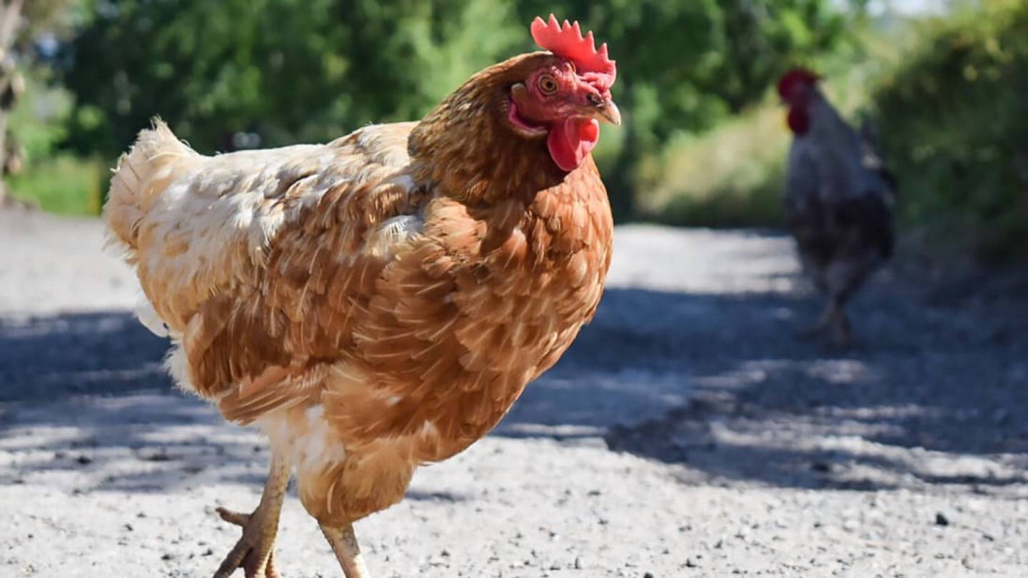 Feral Chicken Flocks Are Terrorizing Residents of the Largest of the UKâs Channel Islands